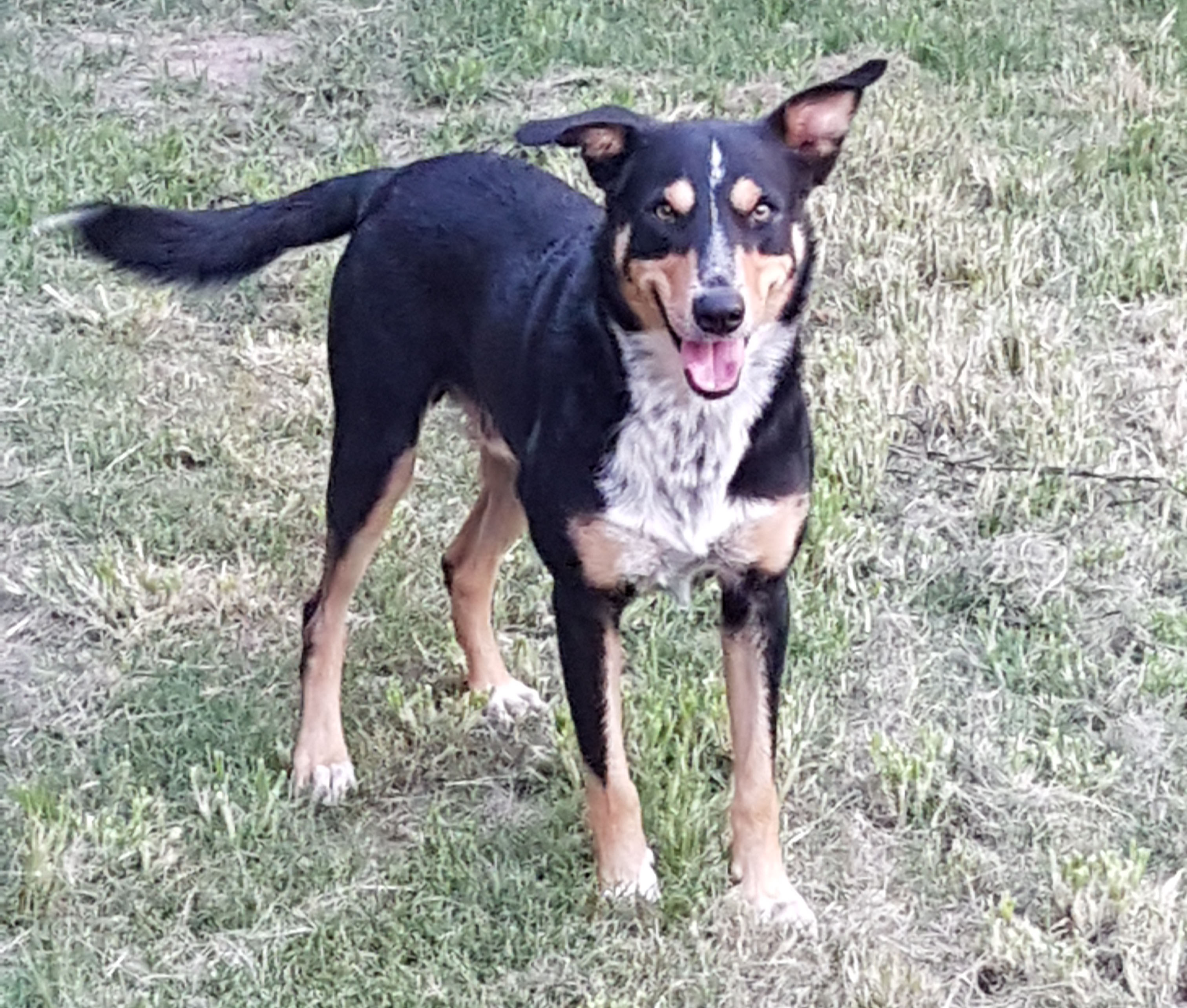 Archie - Pets In Peace